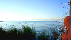 Cello Now feel myself some Made Bodensee