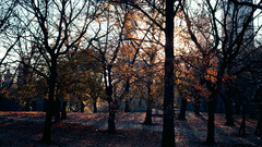 Central Park in autumn