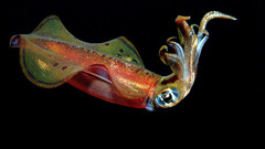 Cephalopod sepias