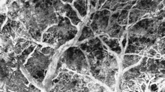 Chalk amp charcoallive charcoal