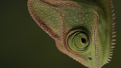 Chameleon Green color big