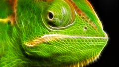 Chameleon Wild Animals Green