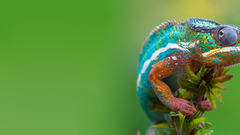 Chameleons