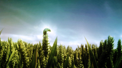 Chameleons fields skyscapes