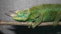Chameleons horns Reptiles