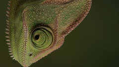Chameleons macro Reptiles