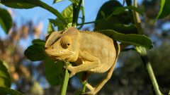 Chameleons Madagascar