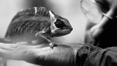 Chameleons national geographic Reptiles