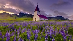 Chapel purple flowers iceland lupine