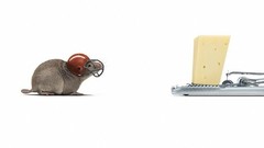 Cheese mice mouse trap