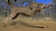 Cheetah pouncing