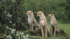 Cheetahs