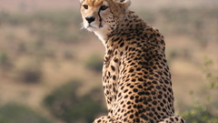 Cheetahs wild cats