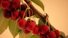 Cherries