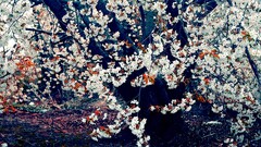 cherry blossom Trees Flowers nature Plants outdoors