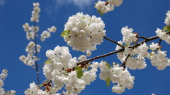 Cherry blossoms Flowers blossoms