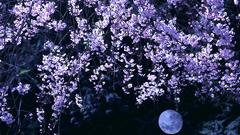Cherry blossoms Flowers moon