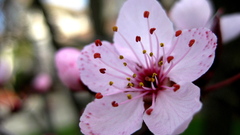 Cherry blossoms Flowers pink