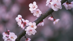Cherry blossoms Flowers pink