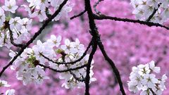 Cherry blossoms Flowers white
