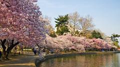 Cherry blossoms lakes