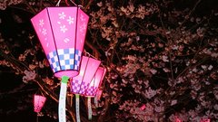 Cherry blossoms nightjeffkautenburger