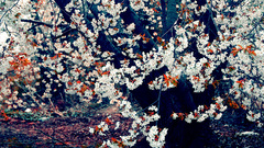 Cherry blossoms Trees Flowers