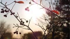 Cherry sun not exactly