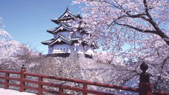 Cherry Trees at Hirosaki
