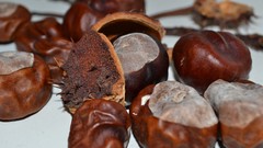 Chestnut conker