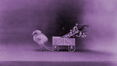 Chick never thank regardless