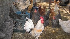 Chicken coup high bird