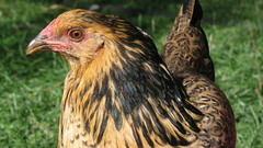 Chicken let see some