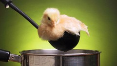 Chickens chicks (chickens) baby birds