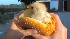 Chickens funny hamburgers chicks (chickens) cruel