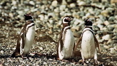 Chile patagonia Penguins animal