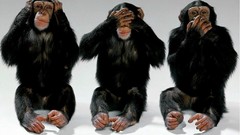 Chimpanzee funny windows xp