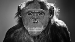 Chimpanzee monochrome monkeys