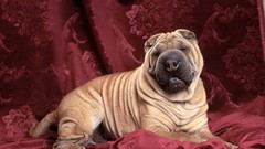 Chinese Sharpei