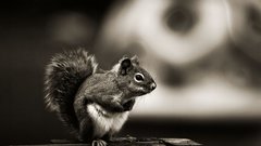 Chipmunk by insanistock high