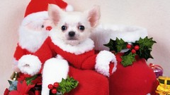 Christmas Dogs chihuahua