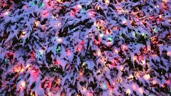 Christmas trees Christmas Lights