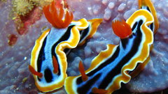 Chromodoris nudibranch high
