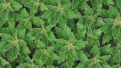 Chrysanthemum foliage bernheim forest