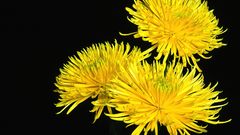 Chrysanthemum shamrock