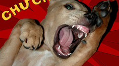 Chuckacabra same level funny