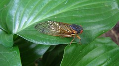 Cicada insect