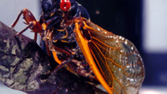 Cicada insects bugs photo