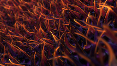 Cilia digitalart dual Monitor