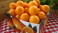Citrus fruits food oranges